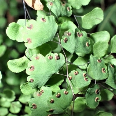 Adiantum aethiopicum (Common Maidenhair Fern) at Meryla State Forest - 27 Jun 2023 by plants