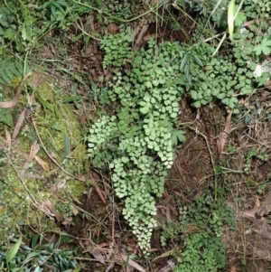 Adiantum aethiopicum at Werai, NSW - suppressed