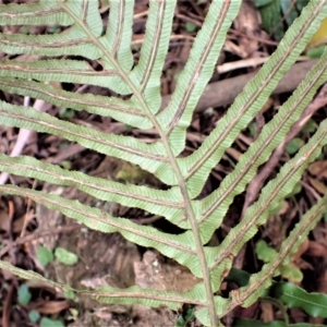 Blechnum cartilagineum at Werai, NSW - suppressed