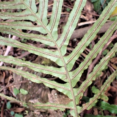 Blechnum cartilagineum (Gristle Fern) at Meryla State Forest - 27 Jun 2023 by plants