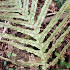 Blechnum cartilagineum (Gristle Fern) at Werai, NSW - 27 Jun 2023 by plants