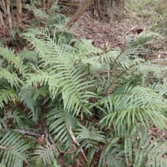 Blechnum cartilagineum at Werai, NSW - suppressed