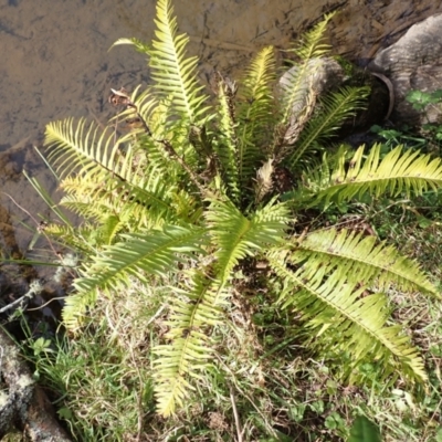 Blechnum nudum (Fishbone Water Fern) at Werai, NSW - 27 Jun 2023 by plants