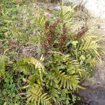 Blechnum minus (Soft Water Fern) at Meryla State Forest - 27 Jun 2023 by plants