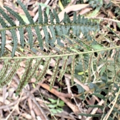 Blechnum parrisiae at Wingecarribee Local Government Area - 27 Jun 2023 by plants