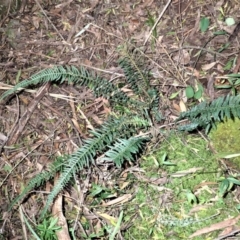 Blechnum parrisiae at Werai, NSW - 27 Jun 2023