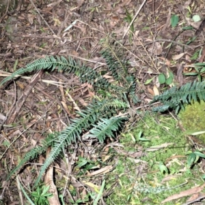 Blechnum parrisiae at Werai, NSW - 27 Jun 2023 10:06 AM