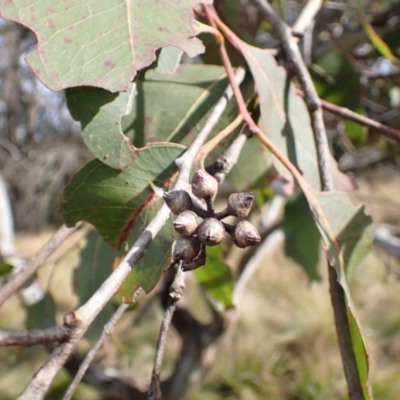 Eucalyptus amplifolia (Cabbage Gum) at Meryla State Forest - 27 Jun 2023 by plants