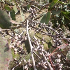 Eucalyptus amplifolia at Werai, NSW - 27 Jun 2023