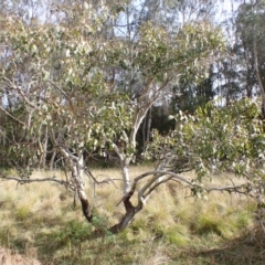 Eucalyptus amplifolia at Werai, NSW - 27 Jun 2023