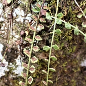 Asplenium flabellifolium at Werai, NSW - 27 Jun 2023 11:33 AM