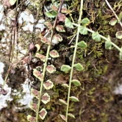 Asplenium flabellifolium (Necklace Fern) at Werai - 27 Jun 2023 by plants