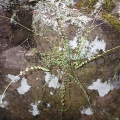 Asplenium flabellifolium at Werai, NSW - 27 Jun 2023