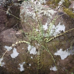 Asplenium flabellifolium at Werai, NSW - 27 Jun 2023