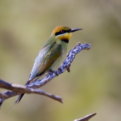 Merops ornatus (Rainbow Bee-eater) at Stromlo, ACT - 17 Dec 2022 by KorinneM