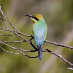 Merops ornatus at Stromlo, ACT - suppressed