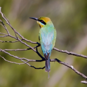 Merops ornatus at Stromlo, ACT - suppressed