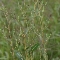 Lactuca serriola f. serriola (Prickly Lettuce) at Sullivans Creek, Turner - 5 Apr 2023 by ConBoekel