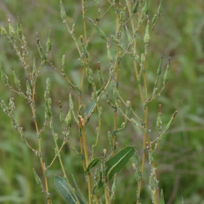 Lactuca serriola f. serriola (Prickly Lettuce) at Turner, ACT - 5 Apr 2023 by ConBoekel