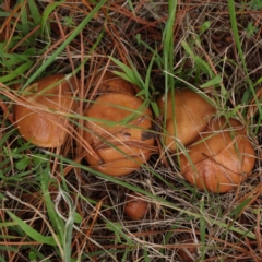 Suillus sp. (A bolete ) at City Renewal Authority Area - 6 Apr 2023 by ConBoekel