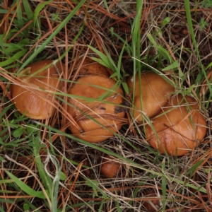 Suillus sp. at Turner, ACT - 6 Apr 2023