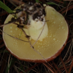 Suillus sp. at Turner, ACT - 6 Apr 2023