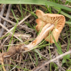 Unidentified Fungus at Haig Park - 6 Apr 2023 by ConBoekel
