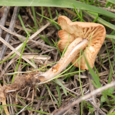 Unidentified Fungus at Turner, ACT - 6 Apr 2023 by ConBoekel