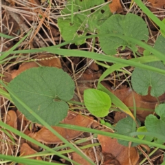 Viola odorata (Sweet Violet, Common Violet) at Sullivans Creek, Turner - 6 Apr 2023 by ConBoekel