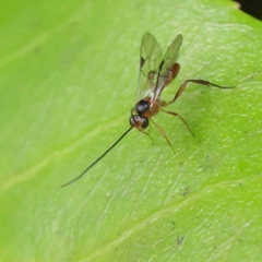 Ichneumonidae (family) (Unidentified ichneumon wasp) at Sullivans Creek, Turner - 6 Apr 2023 by ConBoekel