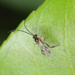 Ichneumonidae (family) at Turner, ACT - 6 Apr 2023