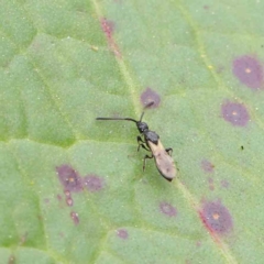 Neurogalesus sp. (genus) (Diapriid wasp) at Sullivans Creek, Turner - 6 Apr 2023 by ConBoekel