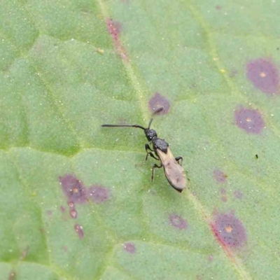 Neurogalesus sp. (genus) (Diapriid wasp) at City Renewal Authority Area - 6 Apr 2023 by ConBoekel