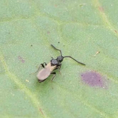 Neurogalesus sp. (genus) at Turner, ACT - 6 Apr 2023 03:00 PM