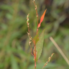 Persicaria hydropiper (Water Pepper) at Haig Park - 6 Apr 2023 by ConBoekel