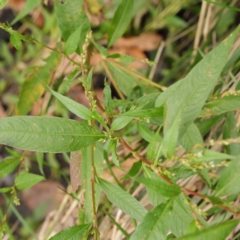 Persicaria hydropiper at Turner, ACT - 6 Apr 2023 02:41 PM