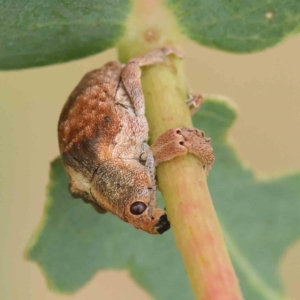 Gonipterus scutellatus at Turner, ACT - 6 Apr 2023