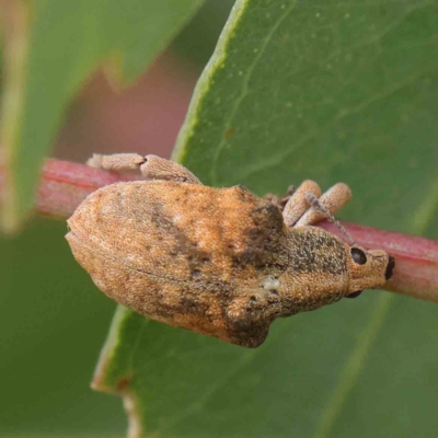 Gonipterus scutellatus (Eucalyptus snout beetle, gum tree weevil) at Turner, ACT - 6 Apr 2023 by ConBoekel