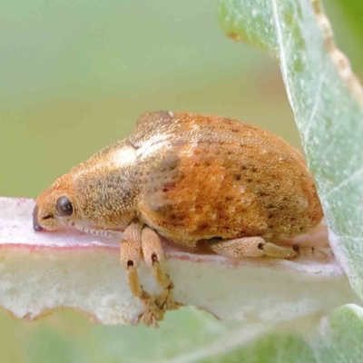 Gonipterus scutellatus (Eucalyptus snout beetle, gum tree weevil) at Turner, ACT - 5 Apr 2023 by ConBoekel