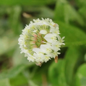 Trifolium repens at Turner, ACT - 6 Apr 2023