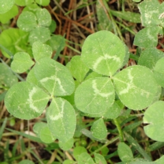 Trifolium repens at Turner, ACT - 6 Apr 2023