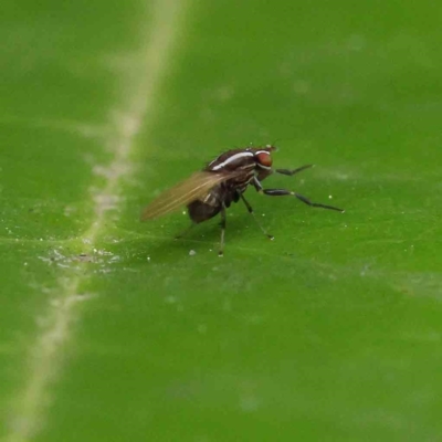 Poecilohetaerus sp. (genus) (Lauxaniid fly) at Sullivans Creek, Turner - 6 Apr 2023 by ConBoekel