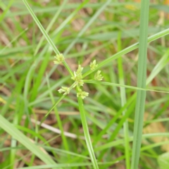 Cyperus eragrostis (Umbrella Sedge) at Haig Park - 6 Apr 2023 by ConBoekel