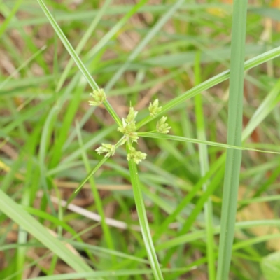 Cyperus eragrostis (Umbrella Sedge) at Haig Park - 6 Apr 2023 by ConBoekel