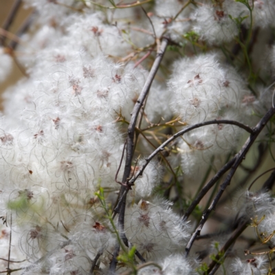 Clematis leptophylla (Small-leaf Clematis, Old Man's Beard) at Gigerline Nature Reserve - 27 Dec 2022 by KorinneM