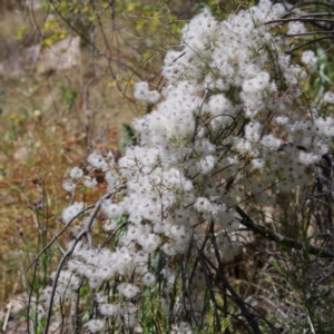 Clematis leptophylla at Tennent, ACT - 27 Dec 2022 11:30 AM