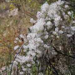 Clematis leptophylla at Tennent, ACT - 27 Dec 2022