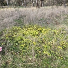 Vinca major (Blue Periwinkle) at Mount Majura - 27 Jun 2023 by waltraud