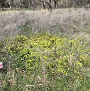 Vinca major at Hackett, ACT - 27 Jun 2023