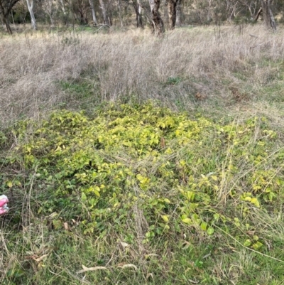 Vinca major (Blue Periwinkle) at Hackett, ACT - 27 Jun 2023 by waltraud